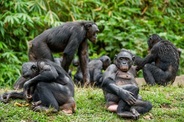 Picture 5 of The strangest acts in the animal kingdom