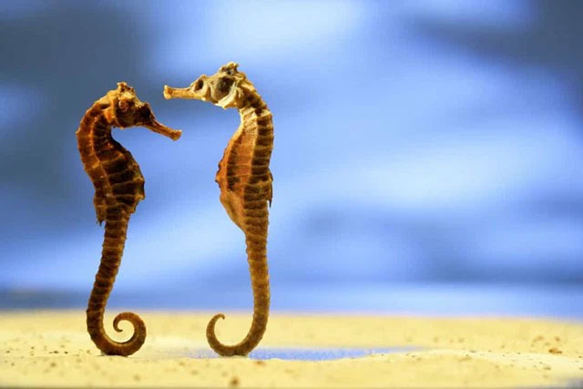 Picture 7 of The strangest acts in the animal kingdom