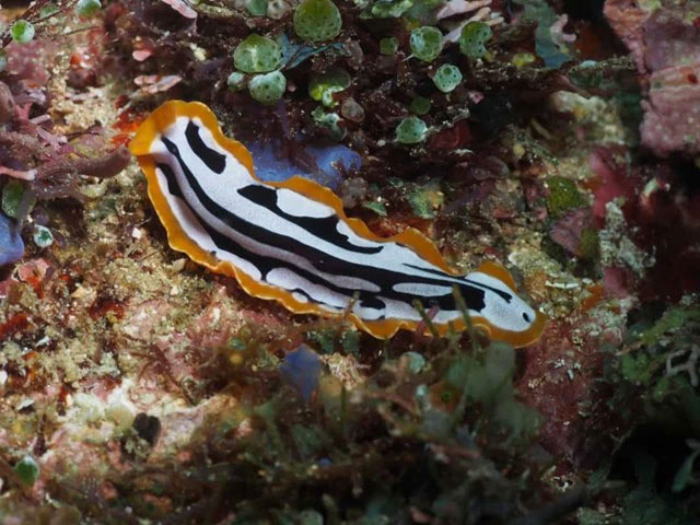 Picture 8 of The strangest acts in the animal kingdom