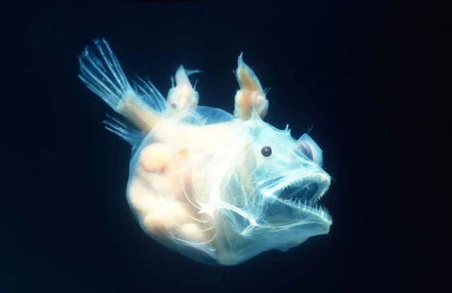 Picture 9 of The strangest acts in the animal kingdom
