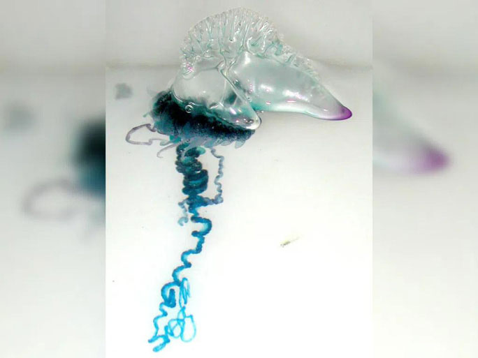 Picture 10 of The strangest finds at the bottom of the ocean