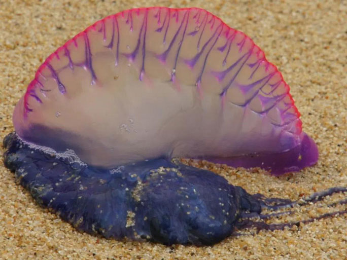 Picture 11 of The strangest finds at the bottom of the ocean