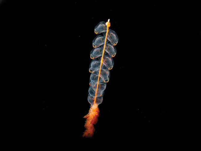 Picture 12 of The strangest finds at the bottom of the ocean