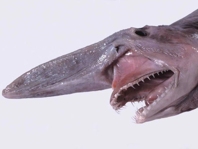 Picture 14 of The strangest finds at the bottom of the ocean