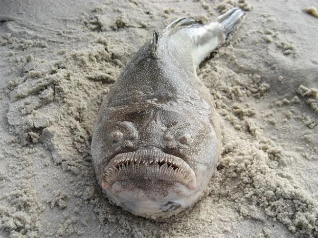 Picture 15 of The strangest finds at the bottom of the ocean