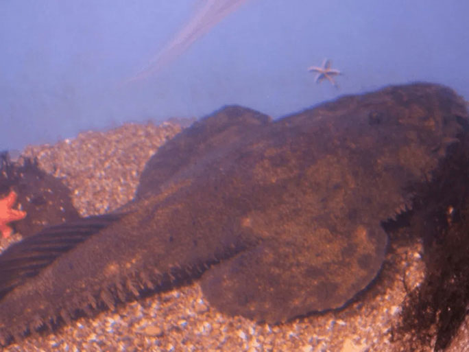 Picture 17 of The strangest finds at the bottom of the ocean