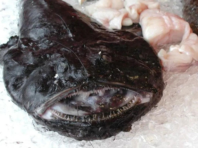 Picture 18 of The strangest finds at the bottom of the ocean