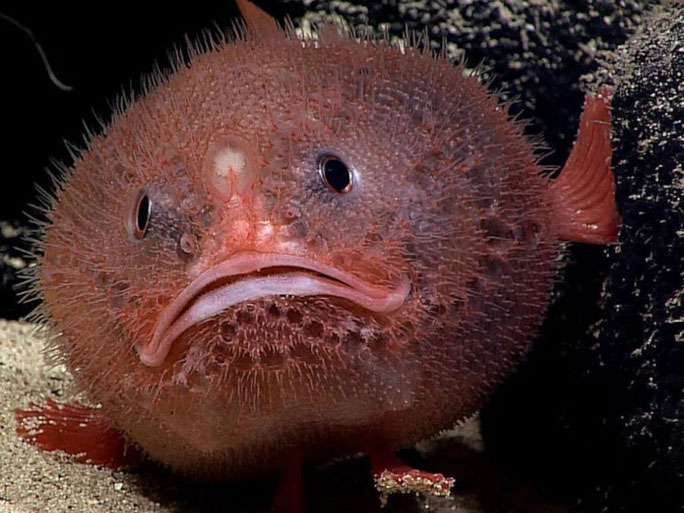 Picture 4 of The strangest finds at the bottom of the ocean