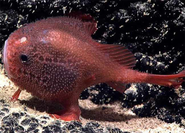 Picture 5 of The strangest finds at the bottom of the ocean