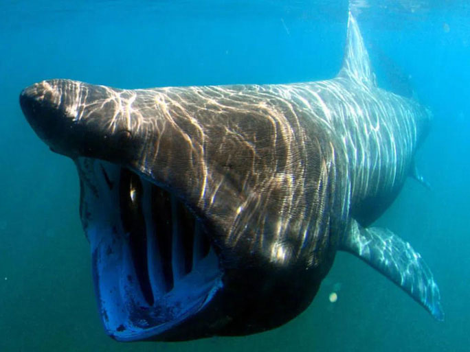 Picture 8 of The strangest finds at the bottom of the ocean