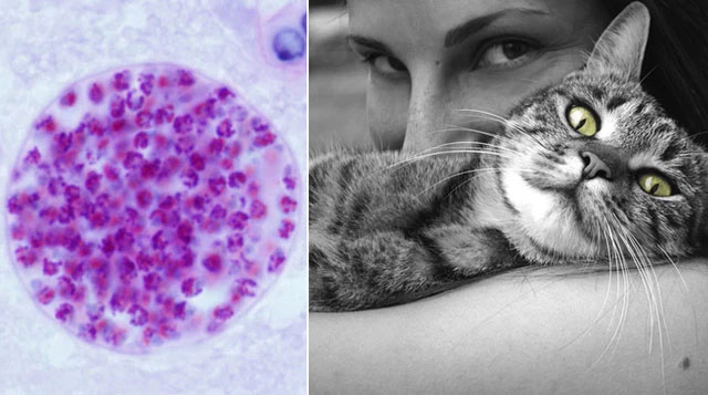 The strangest parasites in the animal world Picture 1