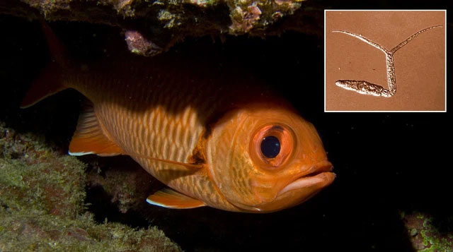 The strangest parasites in the animal world Picture 10