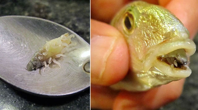 The strangest parasites in the animal world Picture 2