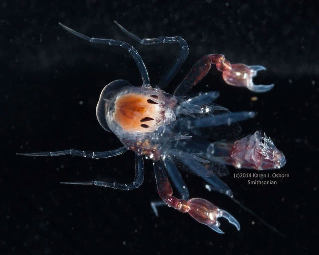 The strangest parasites in the animal world Picture 3