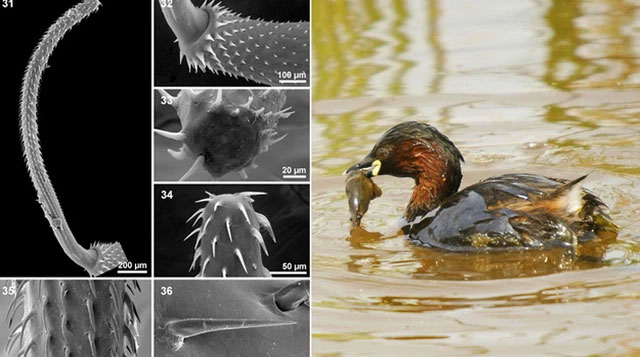 The strangest parasites in the animal world Picture 6