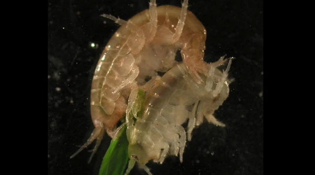 The strangest parasites in the animal world Picture 7