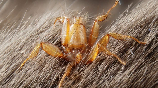 The strangest parasites in the animal world Picture 8