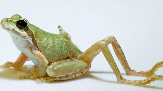 The strangest parasites in the animal world Picture 9