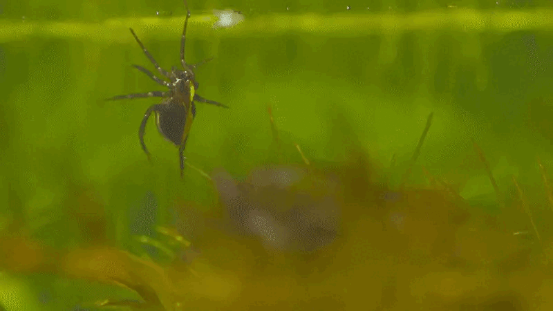 The strangest spider on Earth: Not living in trees, but preferring to dive into the water, weaving silk to catch fish to eat Picture 2