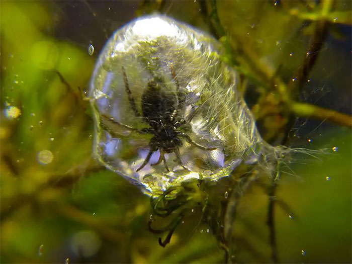 The strangest spider on Earth: Not living in trees, but preferring to dive into the water, weaving silk to catch fish to eat Picture 3