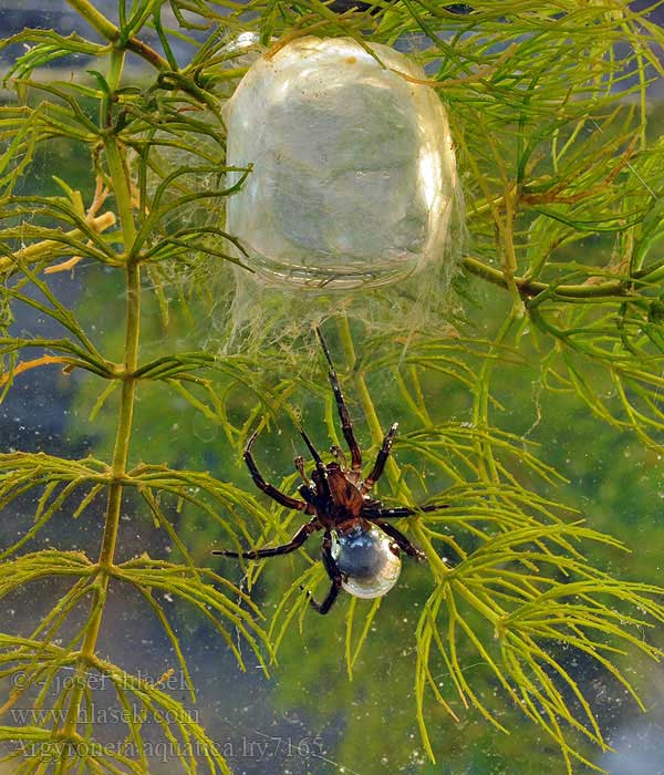 The strangest spider on Earth: Not living in trees, but preferring to dive into the water, weaving silk to catch fish to eat Picture 4