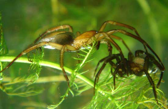 The strangest spider on Earth: Not living in trees, but preferring to dive into the water, weaving silk to catch fish to eat Picture 5