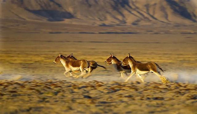 Picture 4 of The Tibetan Wild Ass - The wildest and most irritable animal in the wild