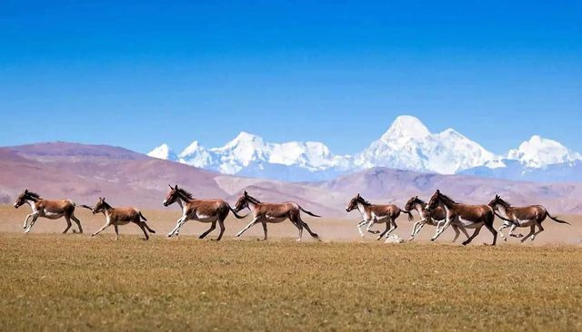 Picture 5 of The Tibetan Wild Ass - The wildest and most irritable animal in the wild
