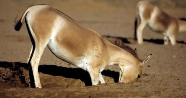 Picture 7 of The Tibetan Wild Ass - The wildest and most irritable animal in the wild