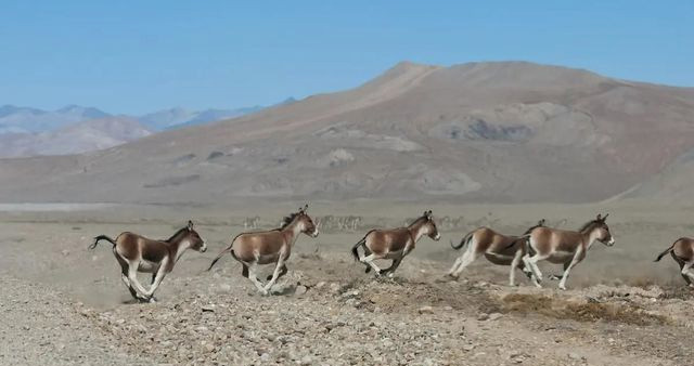 Picture 8 of The Tibetan Wild Ass - The wildest and most irritable animal in the wild