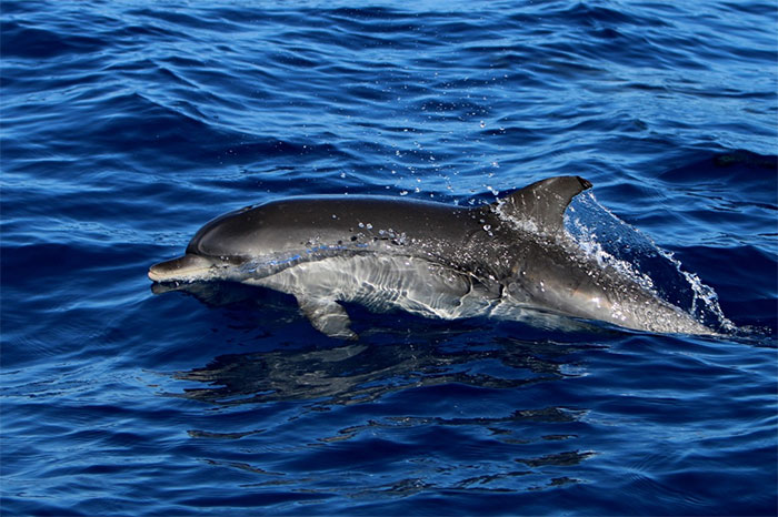 Picture 1 of The touching story of a lonely dolphin in the Baltic Sea