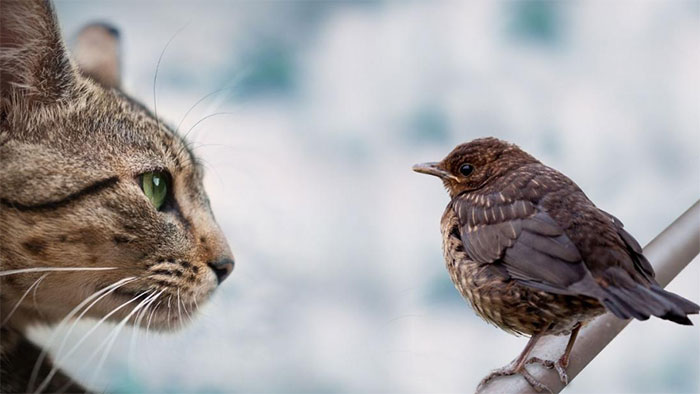 Picture 3 of The town bans the release of cats, violators will be fined up to 1.23 billion VND