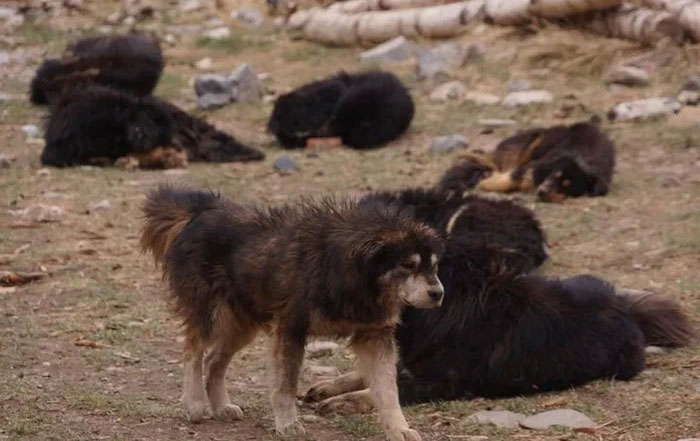 Picture 1 of The Tragedy of the Tibetan Mastiffs