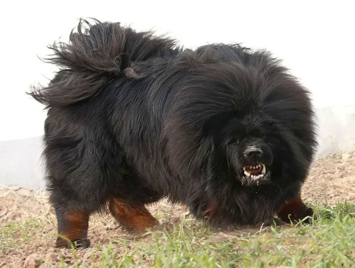 Picture 2 of The Tragedy of the Tibetan Mastiffs