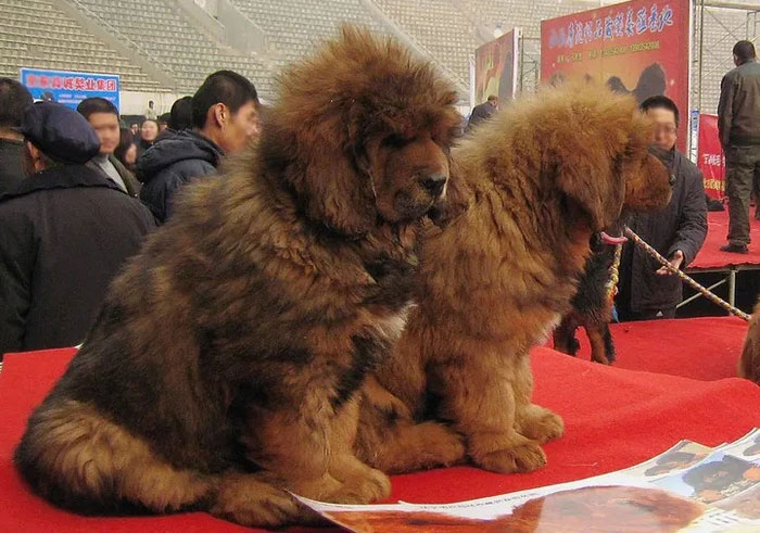 Picture 3 of The Tragedy of the Tibetan Mastiffs