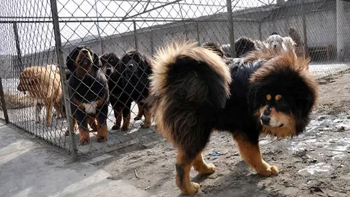 Picture 4 of The Tragedy of the Tibetan Mastiffs