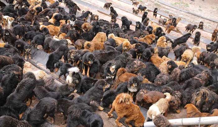 Picture 5 of The Tragedy of the Tibetan Mastiffs