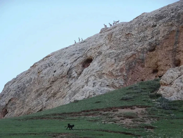 Picture 6 of The Tragedy of the Tibetan Mastiffs