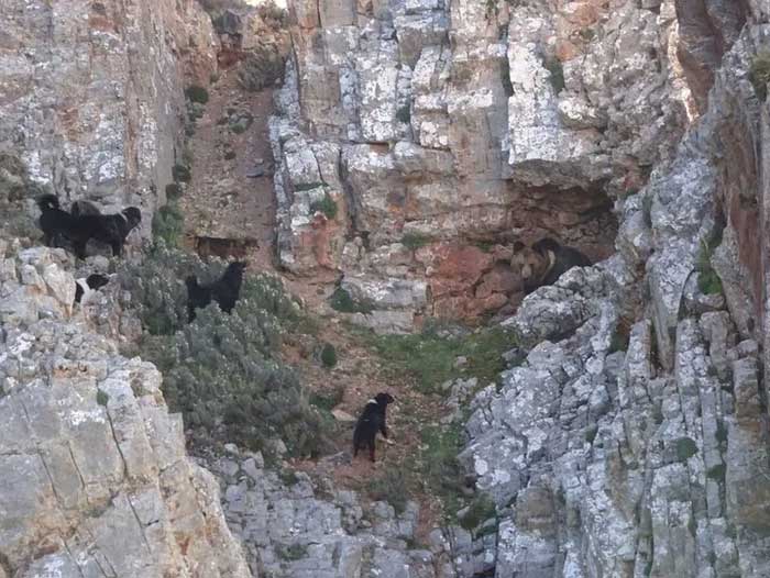 Picture 7 of The Tragedy of the Tibetan Mastiffs