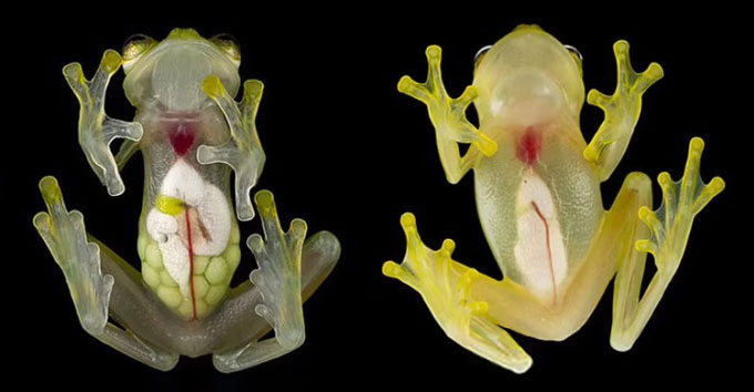 Picture 1 of The transparent glass frog clearly sees the entire inside of the body