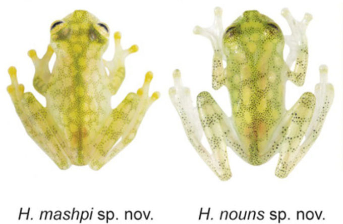 Picture 2 of The transparent glass frog clearly sees the entire inside of the body