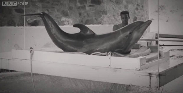 Picture 6 of The true love story of a dolphin and a young girl, the shocking act of being separated makes everyone stunned