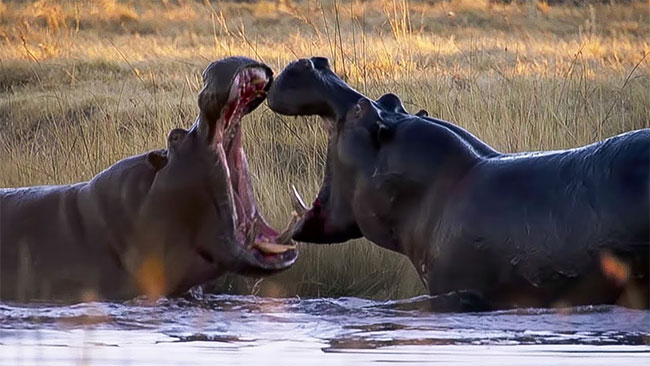 Picture 4 of The Truth About Fat Hippos: They Eat Very Little, Walk Like Ballet, And Make Sunscreen