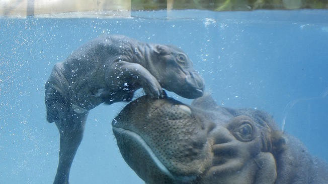 Picture 5 of The Truth About Fat Hippos: They Eat Very Little, Walk Like Ballet, And Make Sunscreen