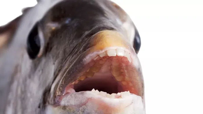 Picture 1 of The truth about fish with teeth like humans