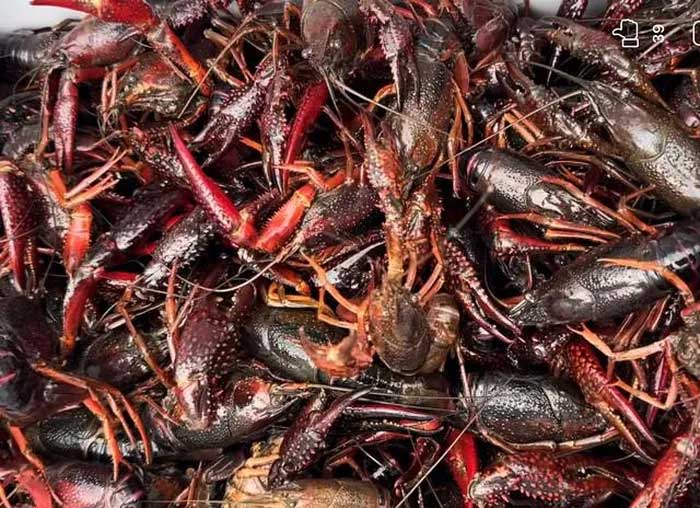Picture 2 of The truth about the nutritional value of the 'monster' crayfish