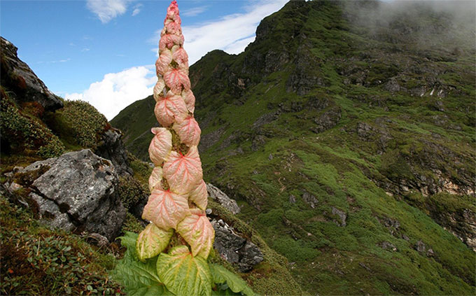 The truth about the 'Tibetan tree that blooms once every 400 years' Picture 1