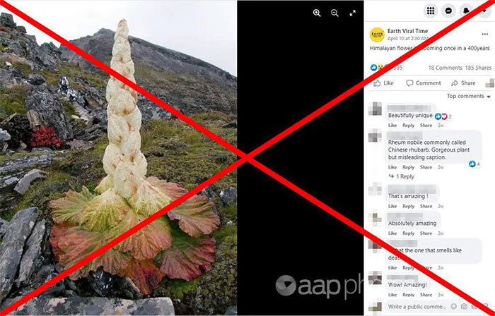 The truth about the 'Tibetan tree that blooms once every 400 years' Picture 3