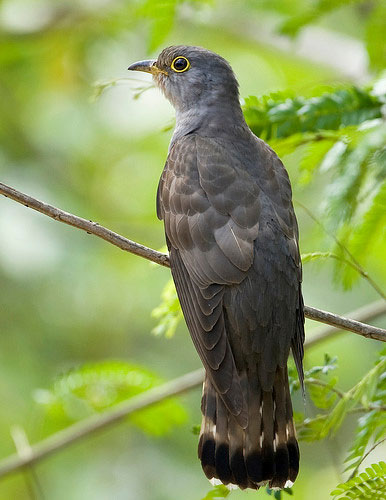 Picture 1 of The truth about Vietnam's strange 'tied her up' bird