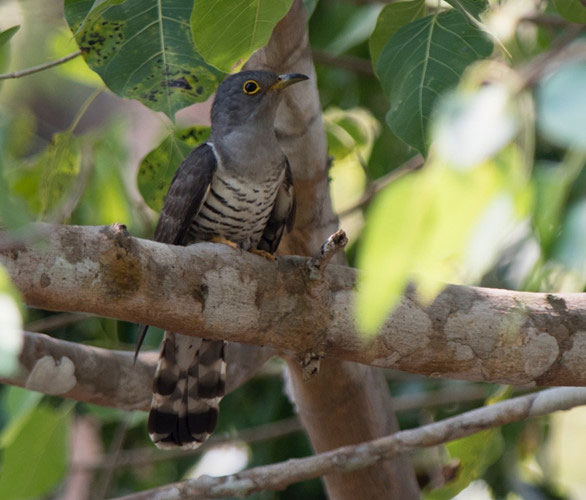 Picture 2 of The truth about Vietnam's strange 'tied her up' bird